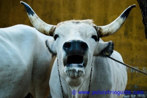 Boskarin, the Istrian cattle