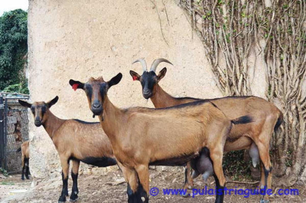 Thematics visit - Chees and milk of Istrian goat