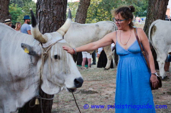 Barbara con Tipico bue Istriano