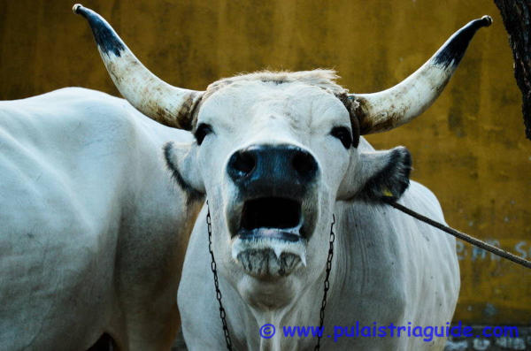 Typical Istrian cattle, Boskarin